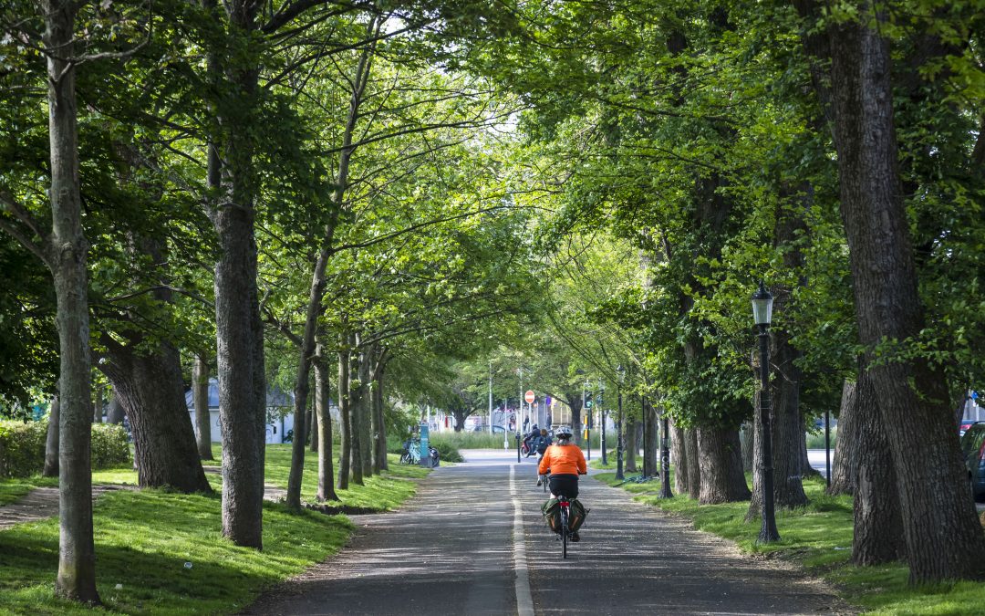 Cyclist riding between trees on The Level in Brighton